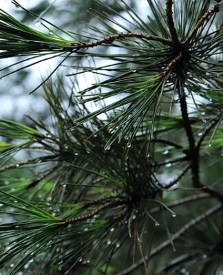 Jaki bagażnik do roweru górskiego?