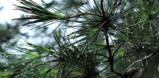 Ile waży bagażnik rowerowy Thule?