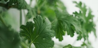 Ile lekarstwa można przewozić w bagażu podręcznym?