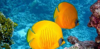 Jak nurkować na bezdechu?