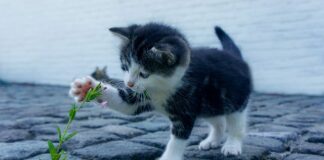 Jakie skarpety na narty biegowe?